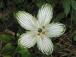 Flor Parnassia Grandifolia Plant Leaves Flowers Flower Arrangements