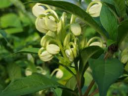 Image result for Clerodendrum toxicarium