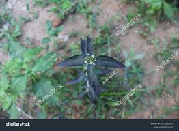 Image result for Spermacoce thymoidea