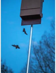 I have a ton of bats in my backyard. Backyard Bat Houses Florida Bat Conservancy
