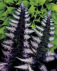 Image result for Athyrium