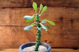Image result for Monadenium pseudoracemosum