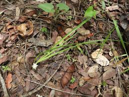 Image result for Chlorophytum affine