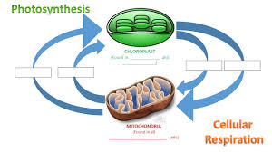 Cell energy worksheet for review or assessment of. Unit 4 Cell Energetics Exploration And Introduction To Photosynthesis And Cellular Respiration Ppt Video Online Download