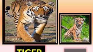 Animals And Their Babies Baby Animal Names Animals Baby Animals