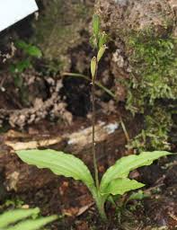 Image result for Liparis nervosa