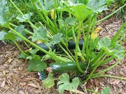 All you need is a packet of seeds and a garden or. How To Grow Zucchini From Scraps Vegetable Gardenerx