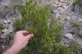 Image result for Euclea undulata