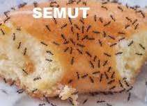 Apakan tidak serangga seperti semut dan lalat bukan sahaja merosakkan makanan malah. Petua Menghalau Semut Anim Agro Technology