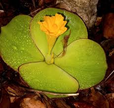 Image result for Bonamia spectabilis