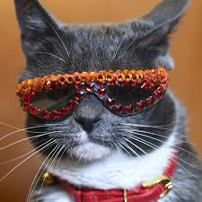 Instagram Star Sunglass Cat The Social Media Sensation With