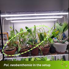 Image result for Polystachya minima