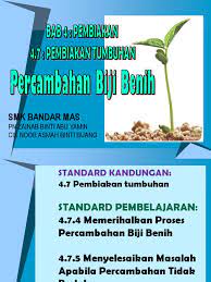 Berdasarkan pengalaman kami,terjadinya perkecambahan pada biji kacang hijau dengan menggunakan media kapas waktu yang dibutuhkan adalah 5 hari.sehingga menemukan media tanam yang cepat mempengaruhi perkecambahan biji kacang hijau,dengan target kurang dari 7 hari. Percambahan Biji Benih