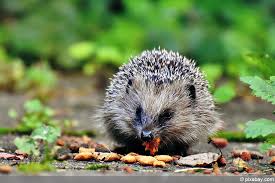 Genießt den winter, den schnee; Was Essen Und Trinken Igel Infos Zur Nahrung Und Futterung Hausgarten Net
