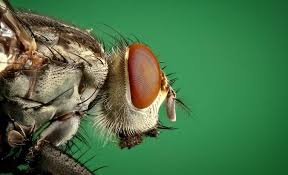 Emerald pest control is a team of professionals you can rely to deal with your pests in the most efficient way. Full Pest Management Emerald Qld