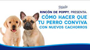 Como Hacer Que Mi Perro Acepte Nuevas Mascotas Youtube