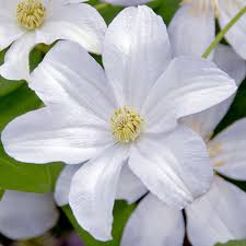 Клематис 'хулдайн' / clematis 'huldine'. Buy Clematis Viticella Huldine J Parker Dutch Bulbs