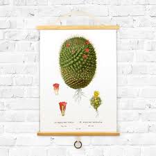 Vintage Botanical Cactus Diagram Curious Prints Touch