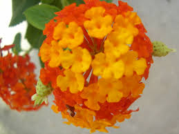 Image result for Lantana tiliifolia