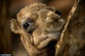 «a queensland camel farmer says there is growing interest in using australian camels to produce high…» Would You Like Camel Milk With Your Coffee Dairy Farm Cleared To Sell Salty Alternative But It Costs 25 A Litre Daily Mail Online