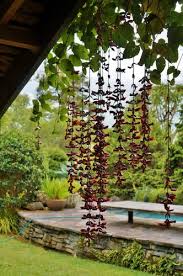 Image result for Thunbergia mysorensis