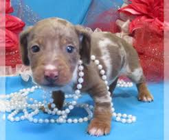 It's a great place to discuss the breed and talk about our dogs. Dachshund Puppies For Sale In Oklahoma Usa Page 1 10 Per Page Puppyfinder Com