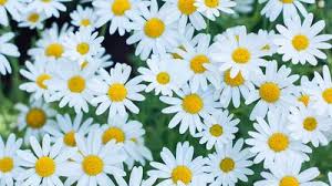 Image result for Bellis
