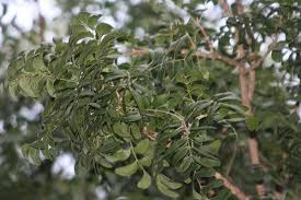 Image result for Ptaeroxylon obliquum