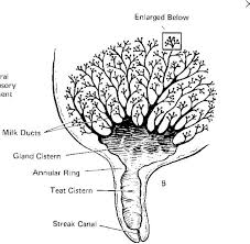 Anatomy Of 1 4 Of An Udder Large Animals Anatomy Veterinary