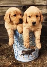 You also have to consider how your puppy will fit into your family. Puppyfinder Com Golden Retriever Puppies Puppies For Sale Near Me In Vermont Usa Page 1 Displays 10