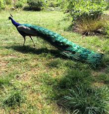 Peacock