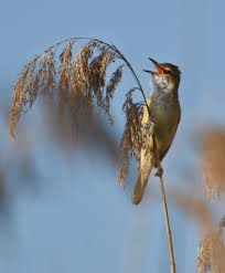 Birds Of Central Illinois Il Cannareccione Acrocephalus Arundinaceus Birds Outdoor Decor Animals