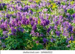 Image result for Fumariaceae