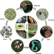 Biological pest control in greenhouses generally depends on the release of natural enemies. Biological Control Of Parasites Intechopen