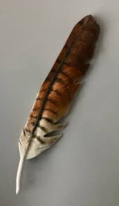 Fish and wildlife service forensics laboratory, the only lab in the world. Red Tail Hawk Feathers Artofit