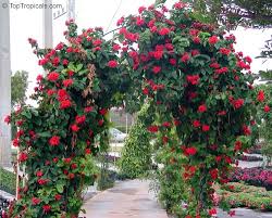 Image result for Clerodendrum splendens