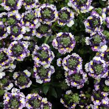 Image result for Nemesia lilacina