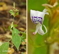 Image result for Hypoestes forskaolii