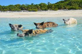 Andrea Arden Dog Training Swimming Pigs Cat Island Pets