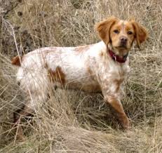 Image result for bretanský dlouhosrstý ohař