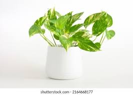 Image result for Epipremnum en casa