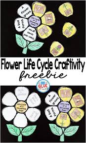Flowering Plant Life Cycle Craftivity Kindergartenklub