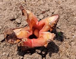 Image result for Hydnoraceae