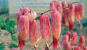 Image result for Kalanchoe pinnata