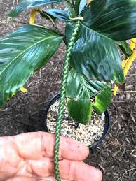 Image result for Eulophia tenella