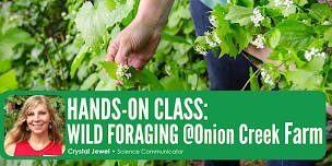 HANDS-ON CLASS: Wild Foraging @ Onion Creek Farm