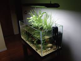 Ripariums A New Type Of Planted Tank Aquatic Plants Aquarium Planted Aquarium