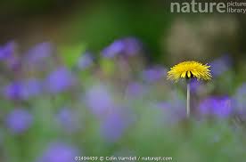 Image result for Taraxacum sp.