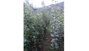 Sadnice voća i lozni kalemovi po najpovoljnijim cenama, ali to nije sve. Autohtone Domace Sadnice Voca Cijena Po Dogovoru Farmer Ba