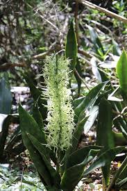 Image result for Sansevieria hyacinthoides
